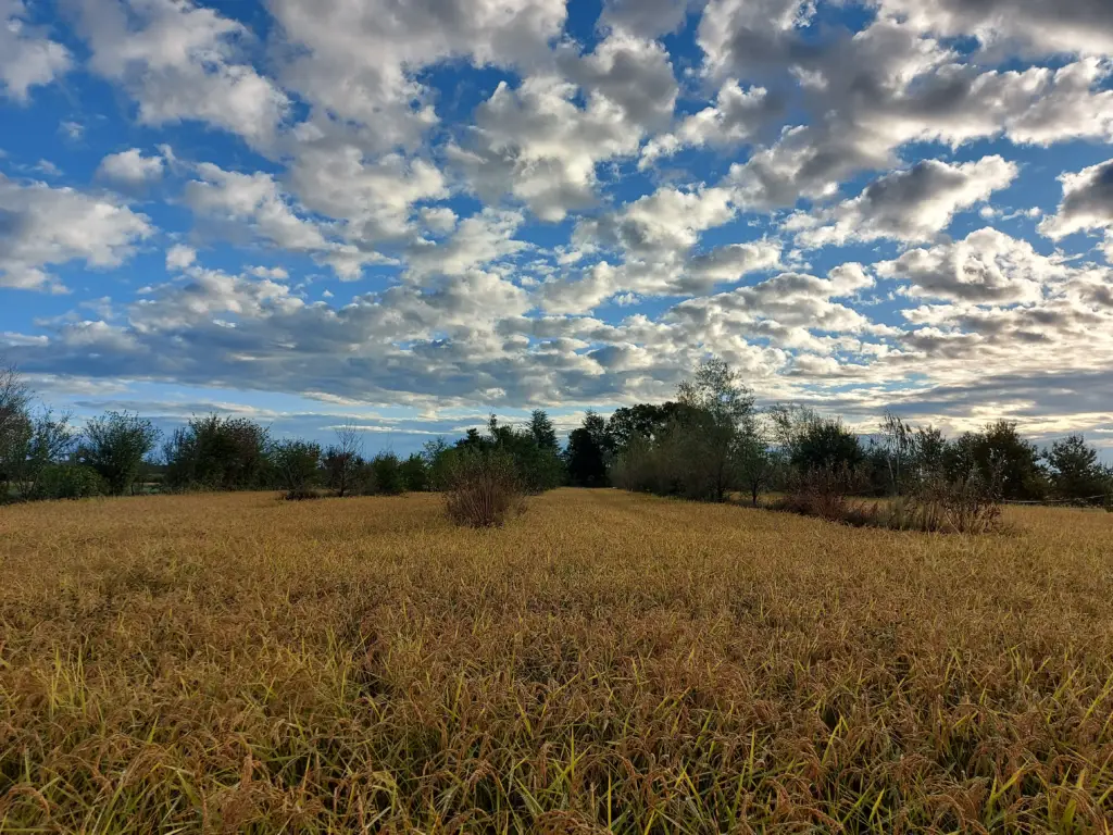 29b